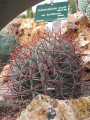 Gymnocalycium mostii 1.jpg