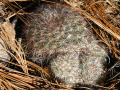 Mammillaria dehertiana ssp. dodsonii 03.jpg