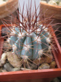 Melocactus azureus 3.jpg