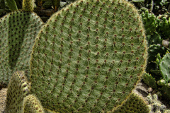 Opuntia scheeri 12sp.jpg