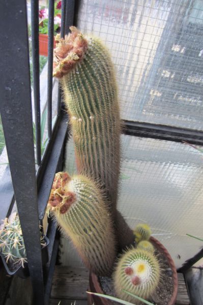 Файл:Parodia leninghausii 2.jpg