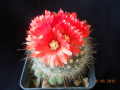 Parodia microsperma ssp. microsperma 5.jpg