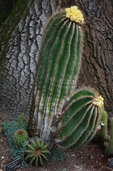 Файл:Parodia warasii 5.jpg