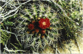 Pyrrhocactus marksianus F. Ritter.jpg