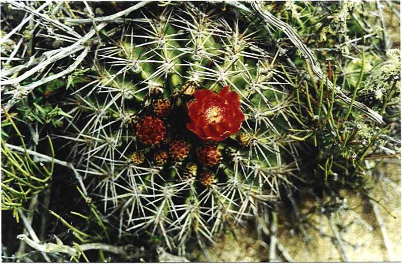 Файл:Pyrrhocactus marksianus F. Ritter.jpg