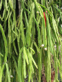 Rhipsalis pentaptera