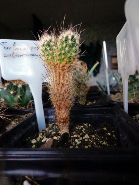 Файл:Turbinicarpus subterraneus ssp. subterraneus 1.jpg