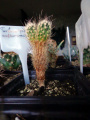 Turbinicarpus subterraneus ssp. subterraneus 1.jpg