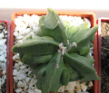 Astrophytum myriostigma sv.Fukuryu f.nudum