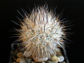 Turbinicarpus beguinii ssp. beguinii var. senilis MK 87.259