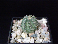 Echinocereus pulchellus ssp. acanthosetus.JPG