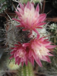 Eriosyce paucicostata ssp. floccosa.jpg