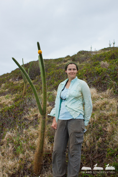 Файл:Harrisia gracilis 3.jpg