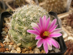 Mammillaria boolii 1.jpg