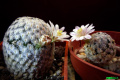 Mammillaria sanchez-mejoradae 3.jpg