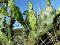 Opuntia elata
