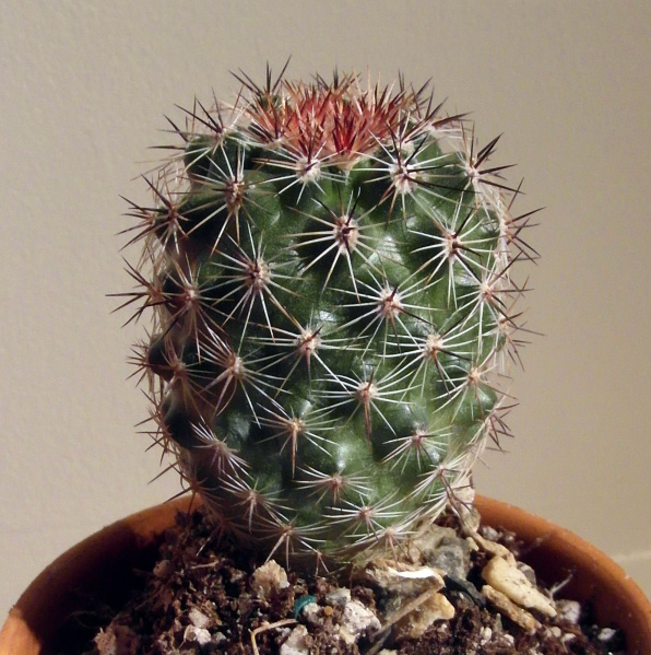 Файл:Pediocactus nigrispinus 01.JPG