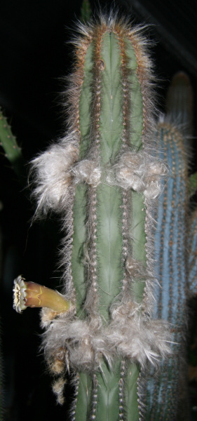 Файл:Pilosocereus pseudosuperfloccosus 1.jpg