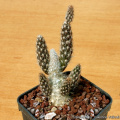 Pterocactus valentinii 11357.jpg