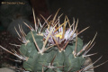 Stenocactus coptonogonus 3.jpg