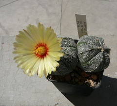 Astrophytum asterias 3 - Sc.jpg