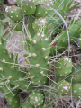 Austrocylindropuntia verschaffeltii