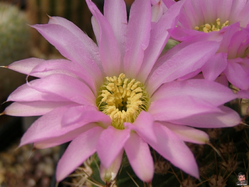 Файл:Echinopsis spiniflora 2.jpg