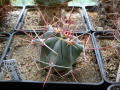 Ferocactus emoryi ssp. rectispinus 3.JPG