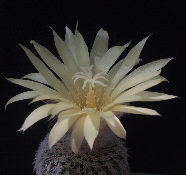 Файл:Frailea buenekeri ssp. densispina 3.jpg