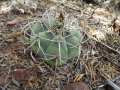 Gymnocalycium castellanosii ssp. castellanosii 1.JPG