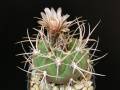 Gymnocalycium hossei var. mazanense 2.jpg