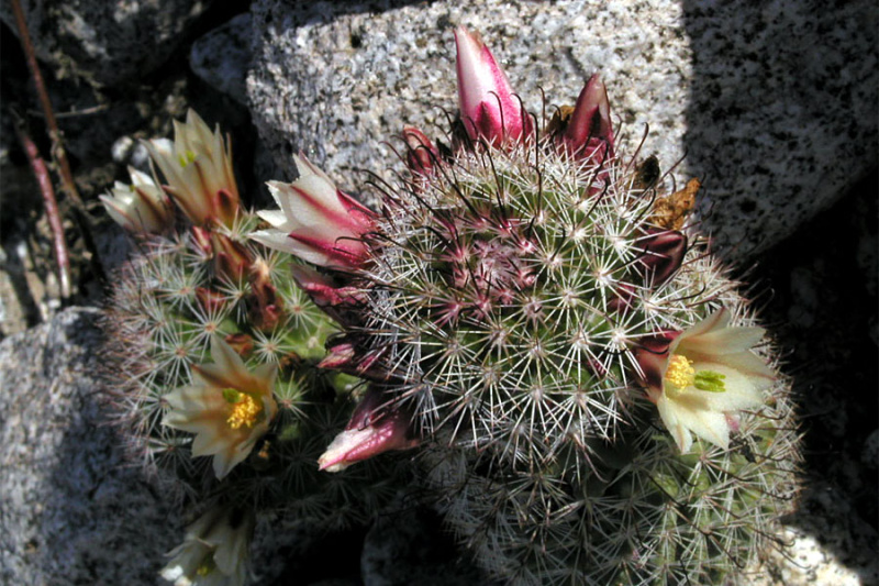 Файл:Mammillaria dioica ssp. dioica 8.jpg