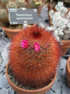 Mammillaria spinosissima 5.jpg