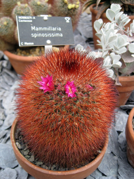 Файл:Mammillaria spinosissima 5.jpg