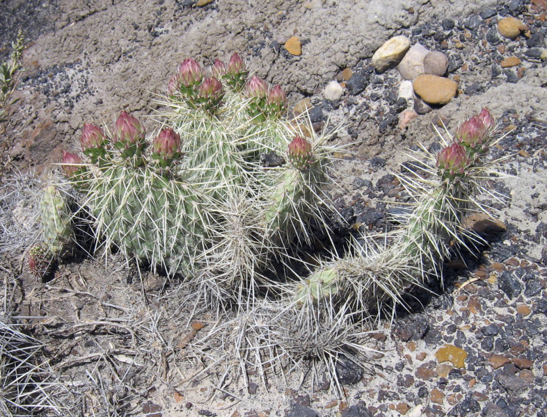 Файл:Opuntia polyacantha 4.JPG