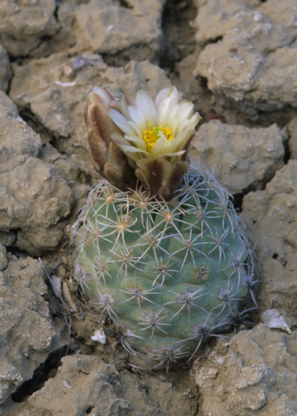 Файл:Sclerocactus mesae-verdae 3.jpeg