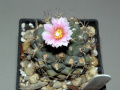 Turbinicarpus laui 1.jpg