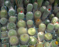 Cactaceae.JPG