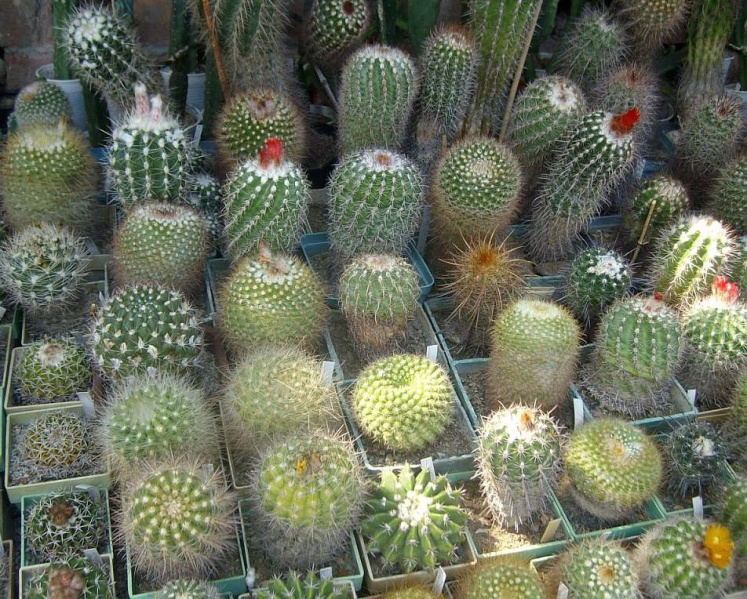 Файл:Cactaceae.JPG