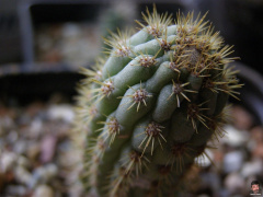 Cleistocactus sepium.jpg