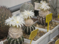 Discocactus horstii