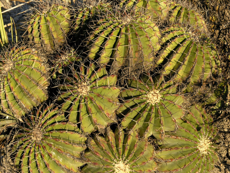 Файл:Echinocactus platyacanthus 6.jpg