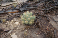 Echinocereus triglochidiatus ssp. mojavensis 3.jpg
