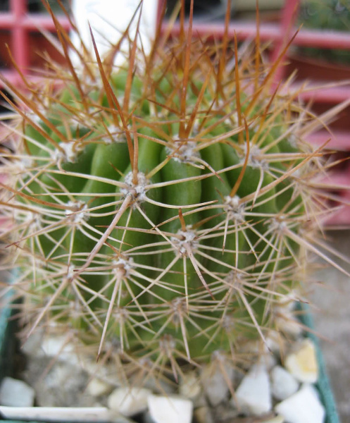 Файл:Echinopsis formosa bruchii.jpg