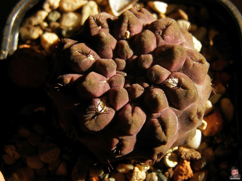 Файл:Eriosyce occulta.jpg