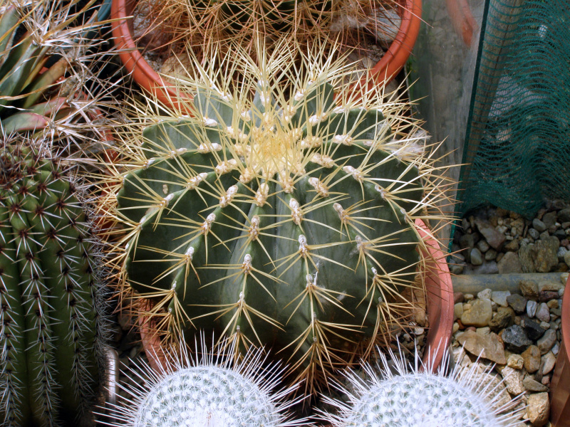Файл:Ferocactus glaucescens 2.JPG