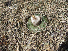 Frailea phaeodisca 204.JPG