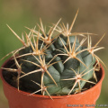 Gymnocalycium neuhuberi 18357.jpg