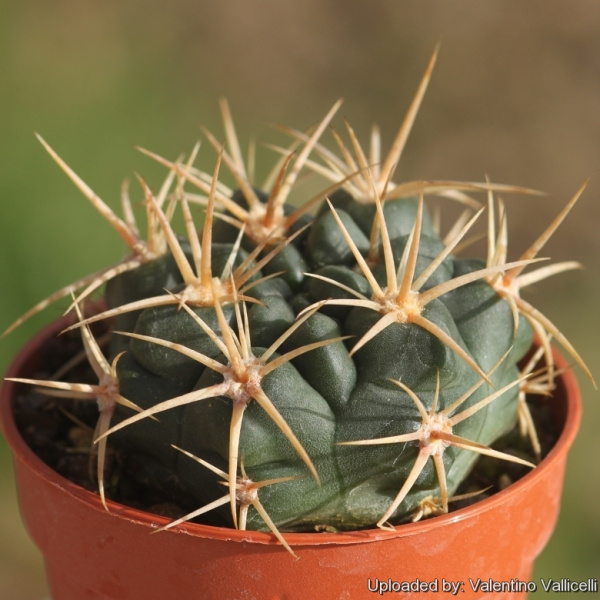 Файл:Gymnocalycium neuhuberi 18357.jpg