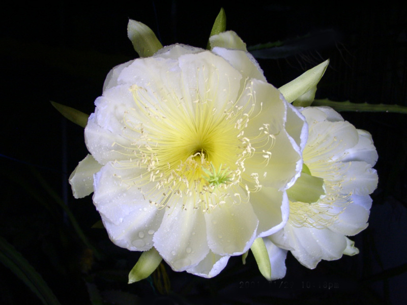 Файл:Hylocereus megalanthus 1.jpg